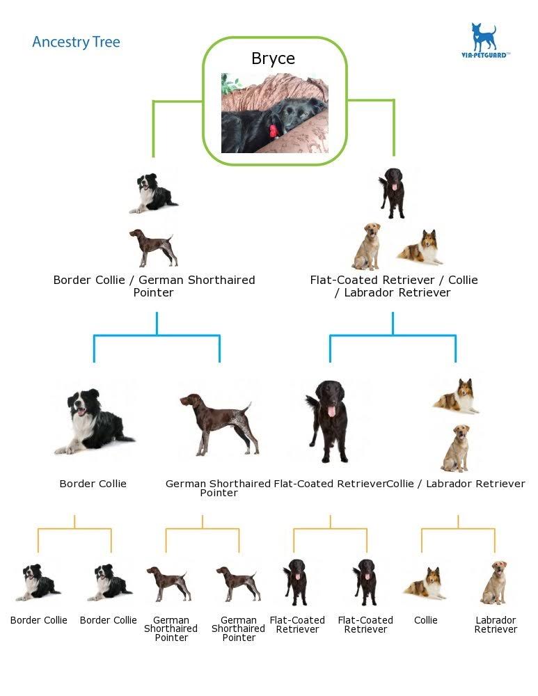 Dog DNA Breed Identification Test Cheek Swab Kit U933004