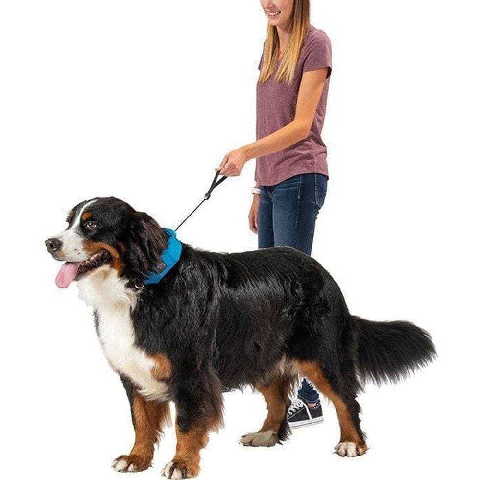 All-In-One Collar and Leash K153