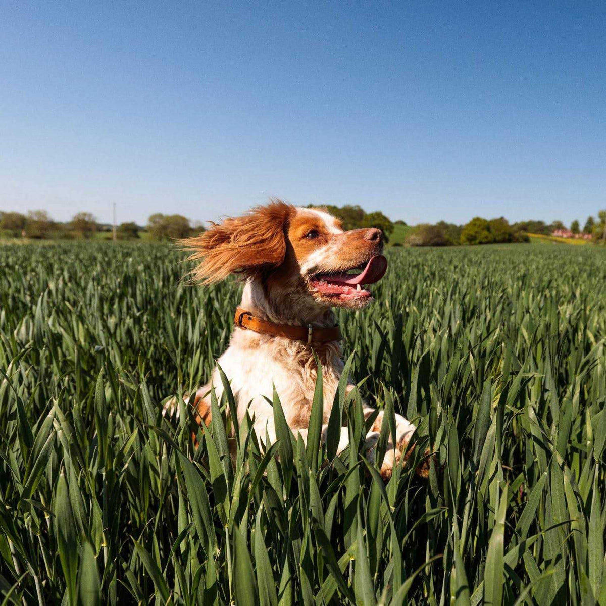 Dry Dog Food Adult Recipe E6895