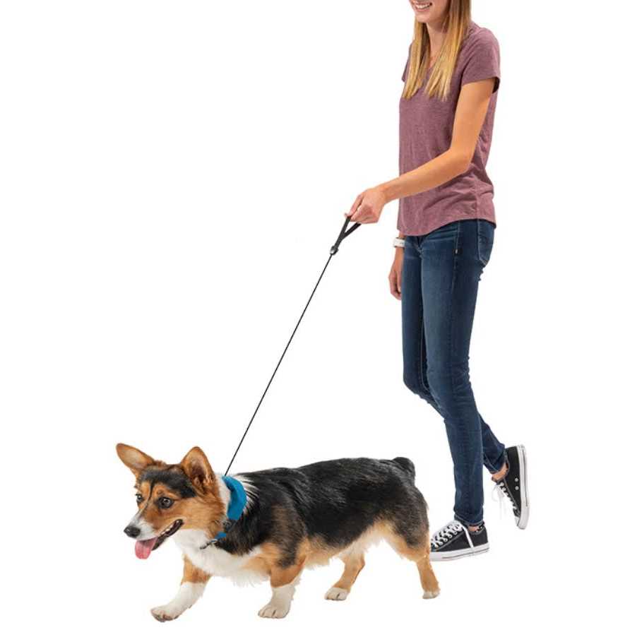 All-In-One Collar and Leash K153