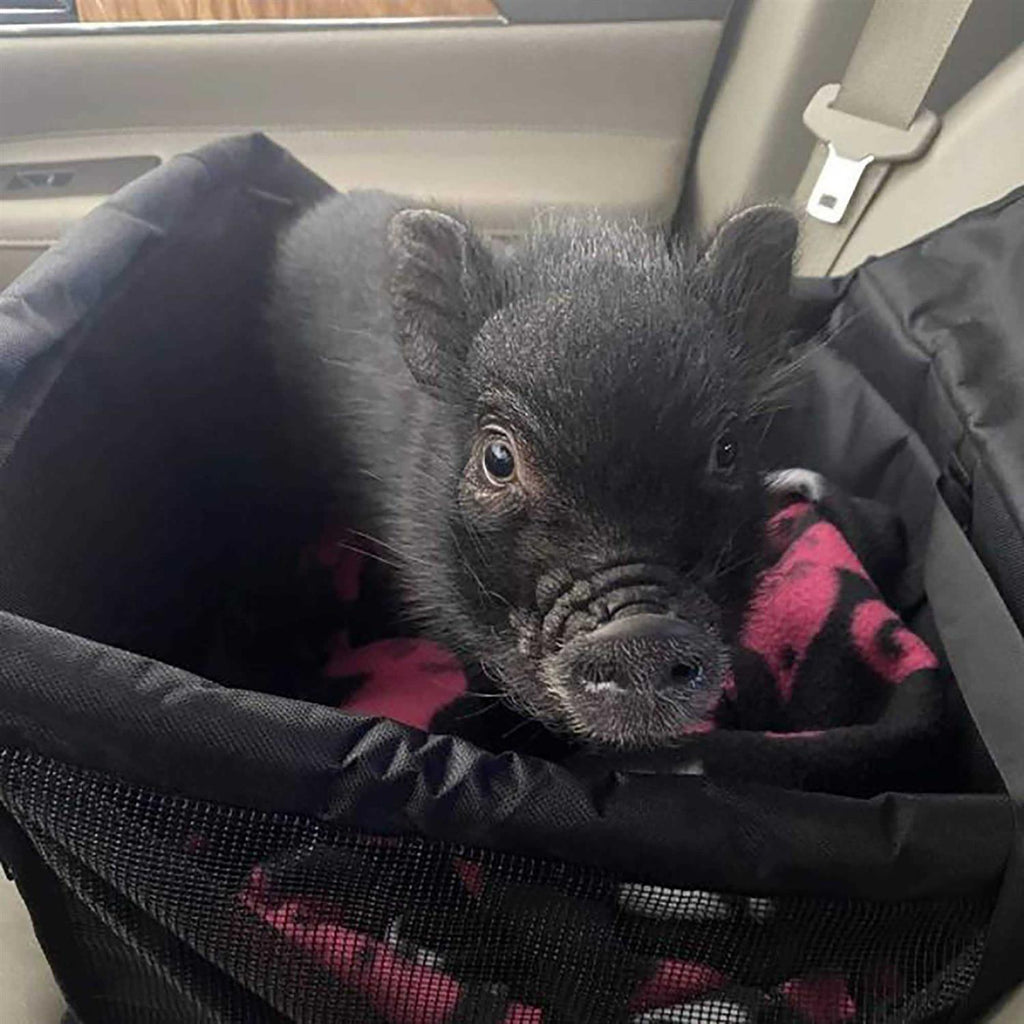 Pet Car Seat O863943