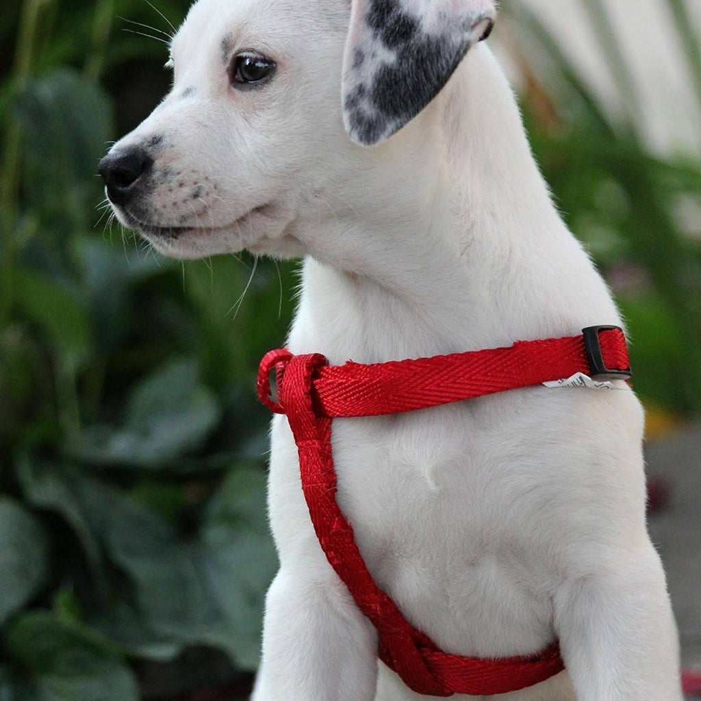 Dog DNA Breed Identification Test Cheek Swab Kit U933004