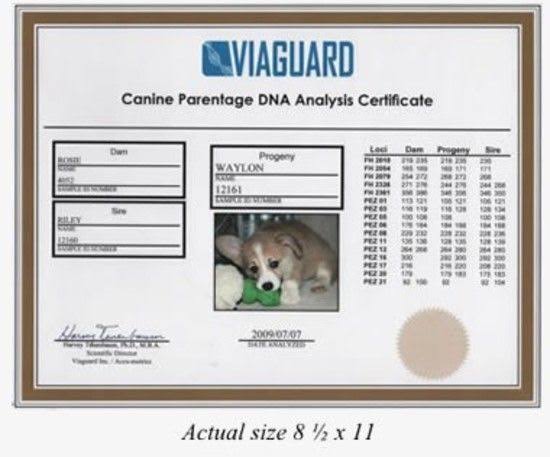 Dog DNA Breed Identification Test Cheek Swab Kit U933004