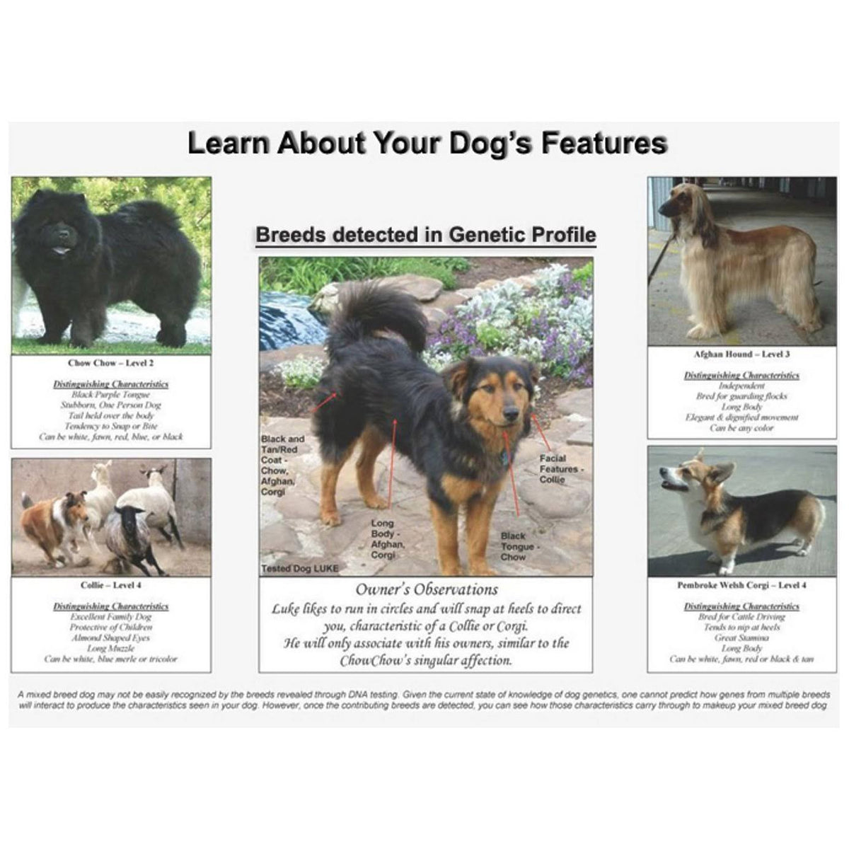 Dog DNA Breed Identification Test Cheek Swab Kit U933004