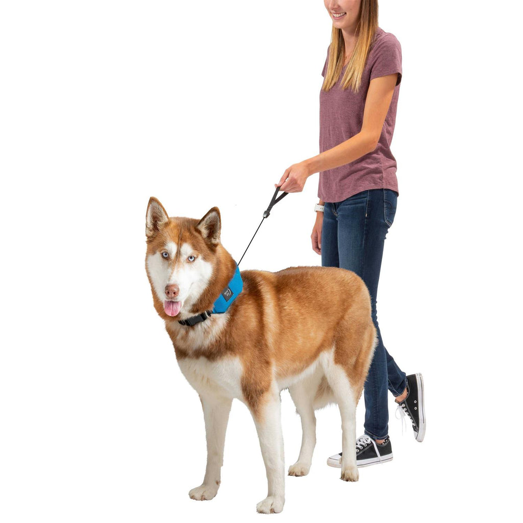 All-In-One Collar and Leash K153