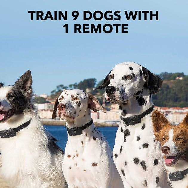 Dog Training System M128