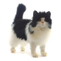 Black and White Cat Plush Q5706