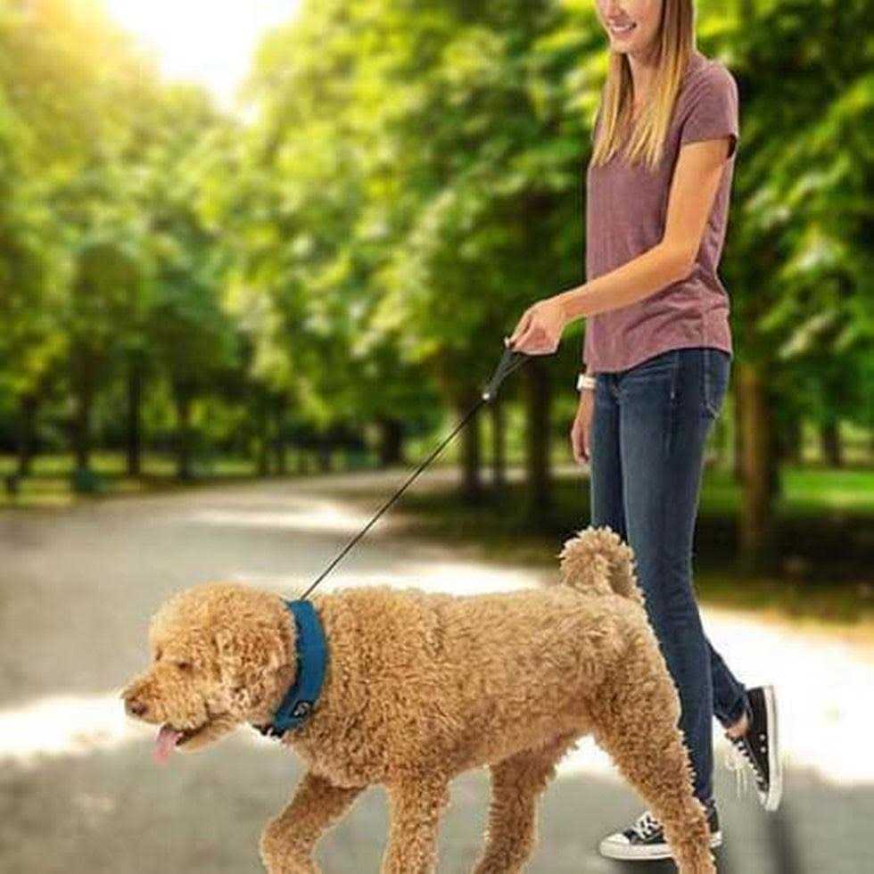 All-In-One Collar and Leash K153