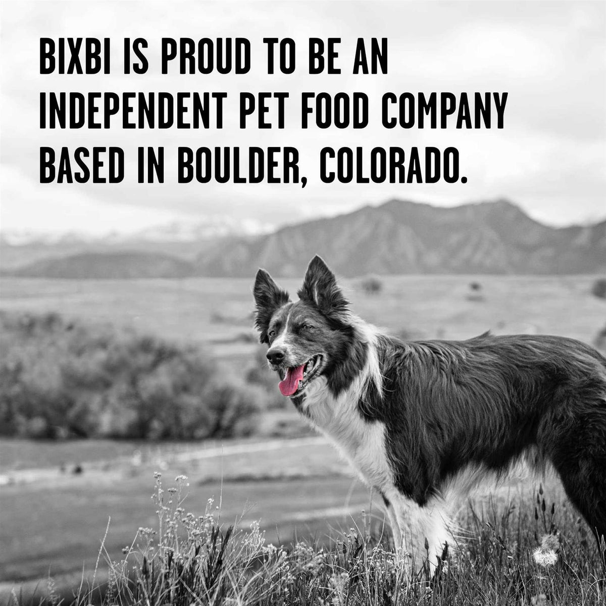 Freeze-Dried Dog Food Z10133